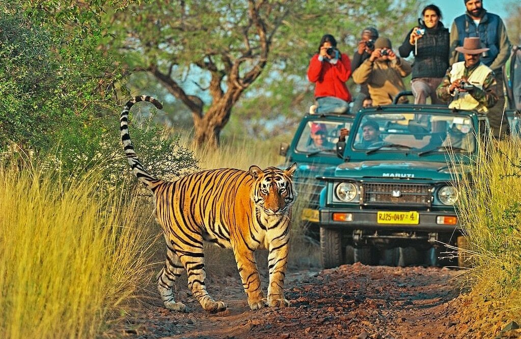 DELHI – SARISKA – JAIPUR – RANTHAMBORE – BHARATPUR – AGRA – DELHI